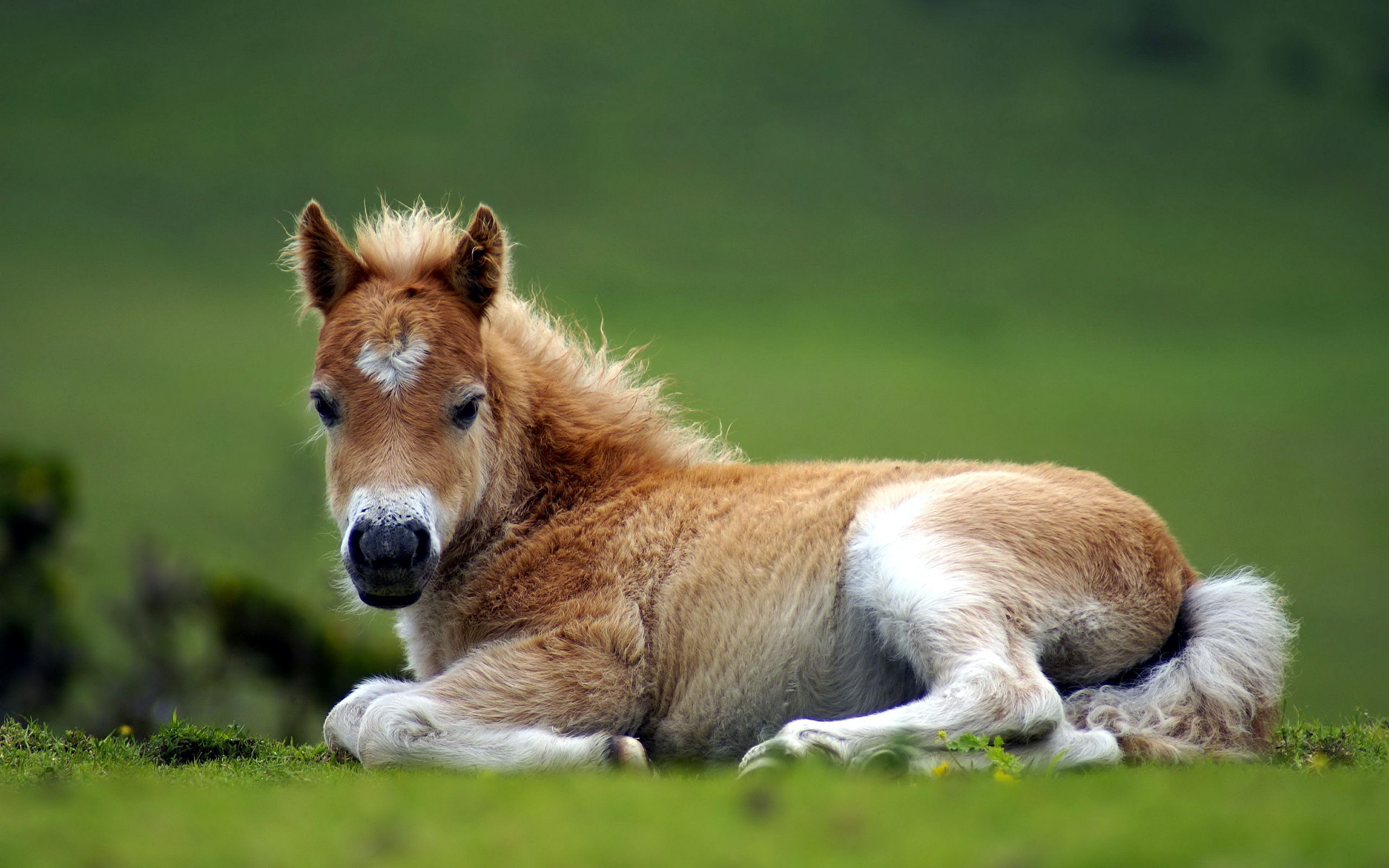 Featured image of post Baby Wallpaper Baby Pictures Of Horses