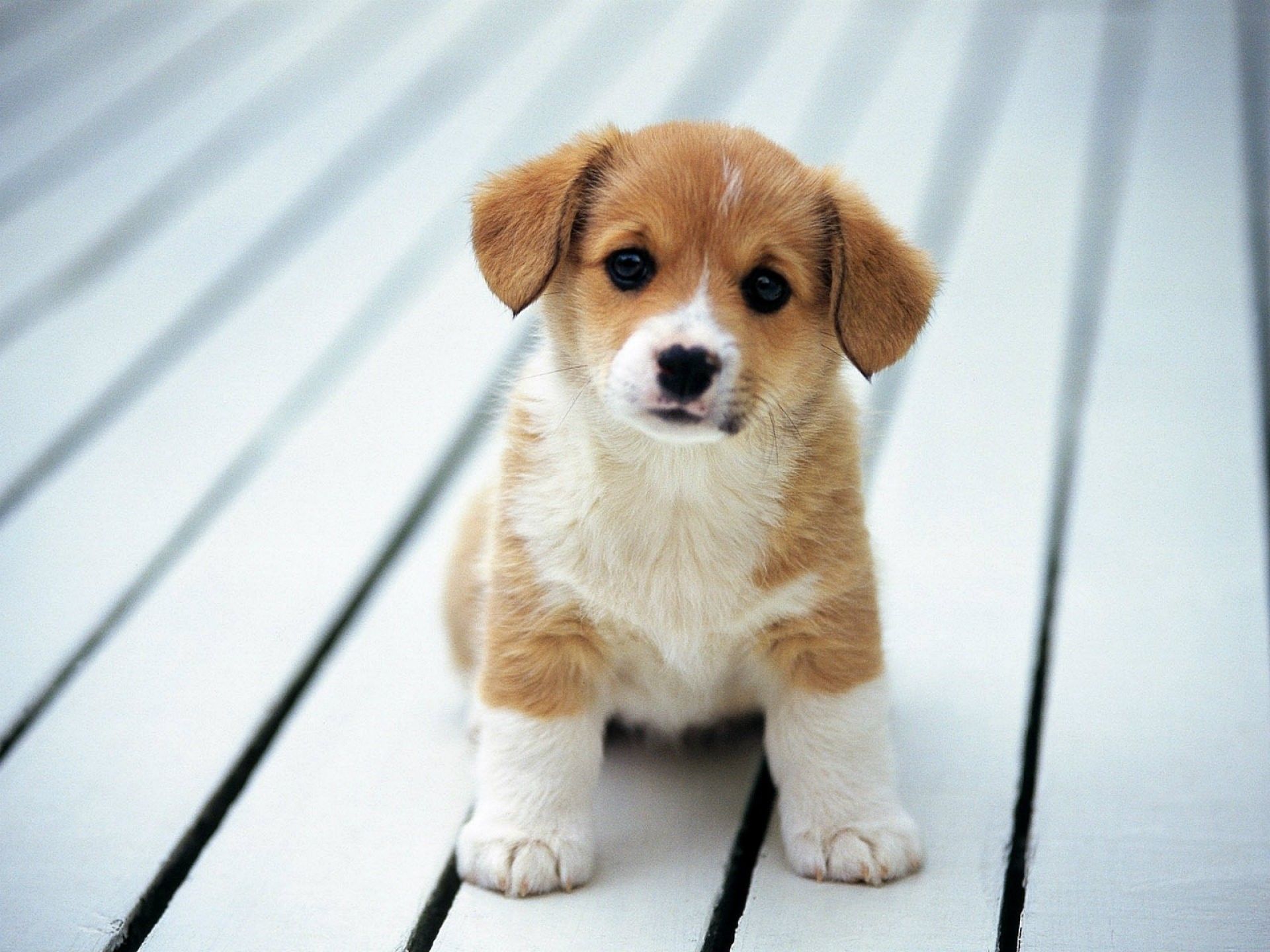 Featured image of post Baby Wallpaper Baby Pictures Of Puppies