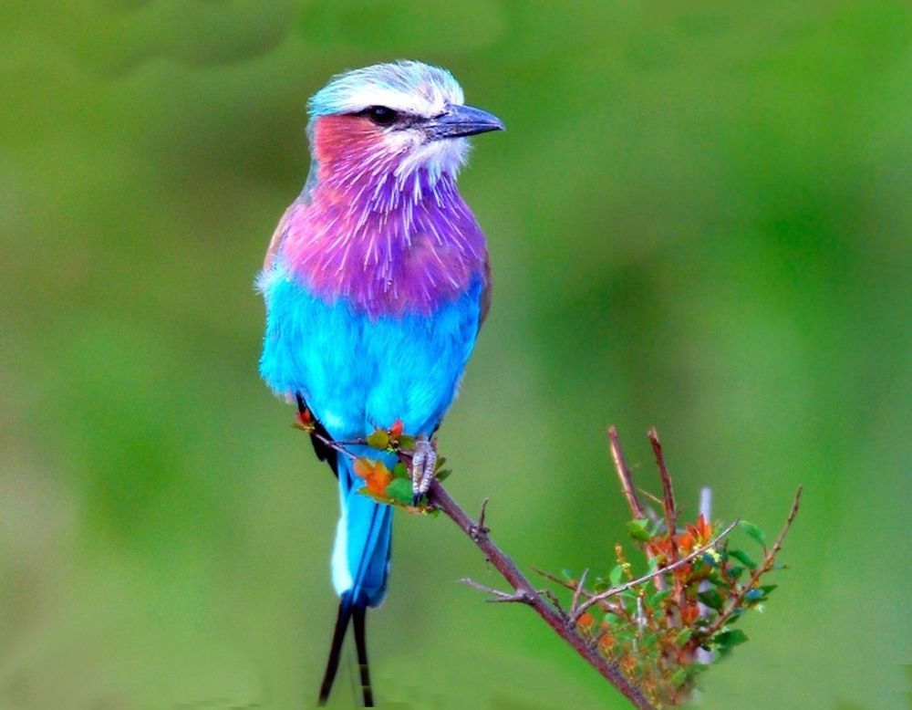 Featured image of post Beautiful Blue And Purple Bird