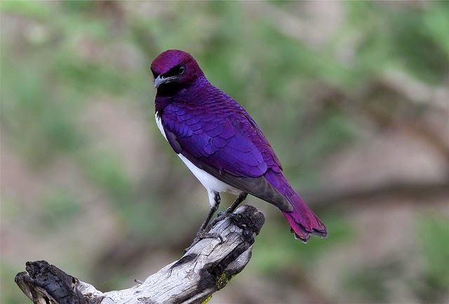 Featured image of post Birds With Blue And Purple Feathers