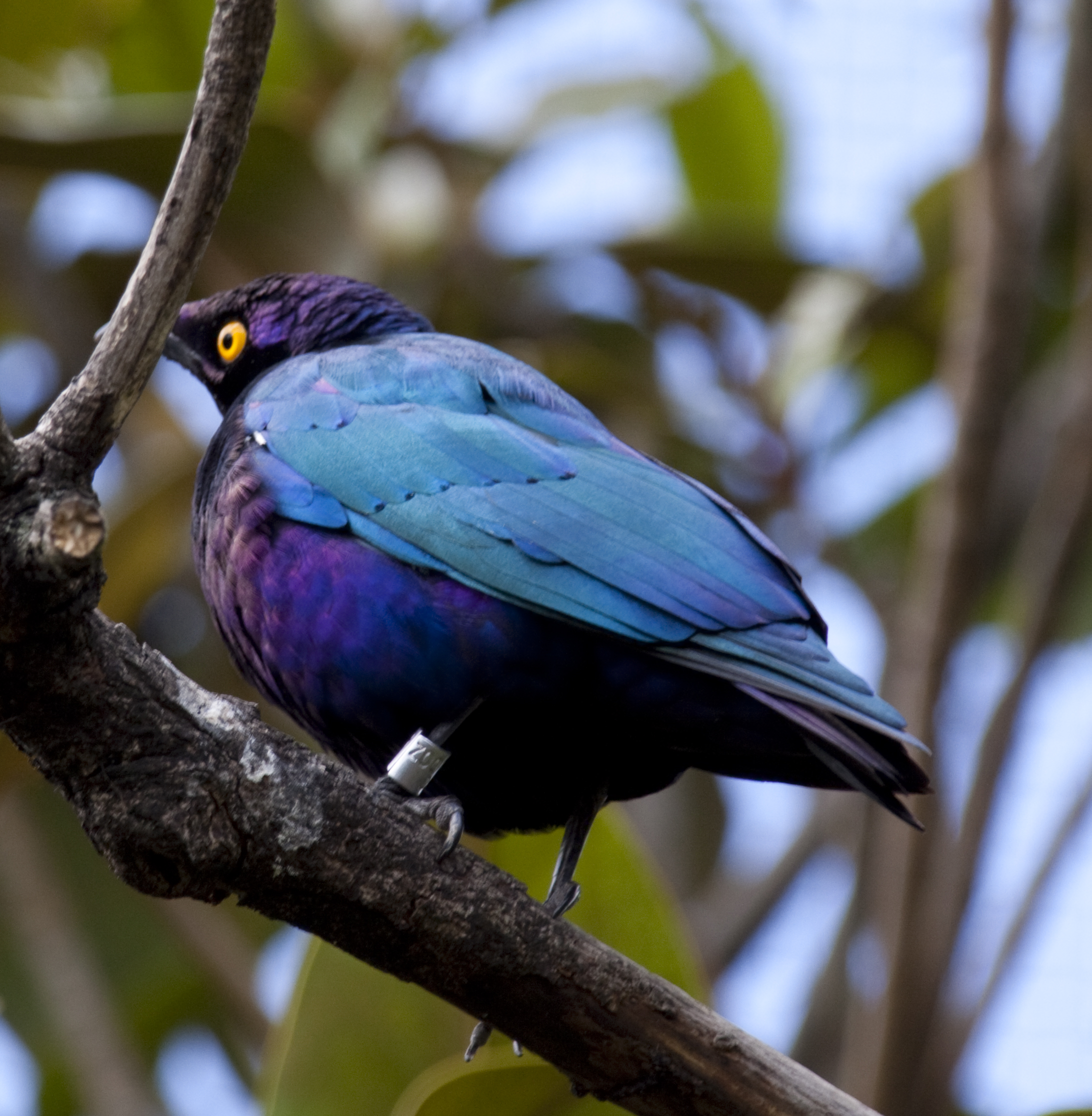 Featured image of post Blue And Purple Bird