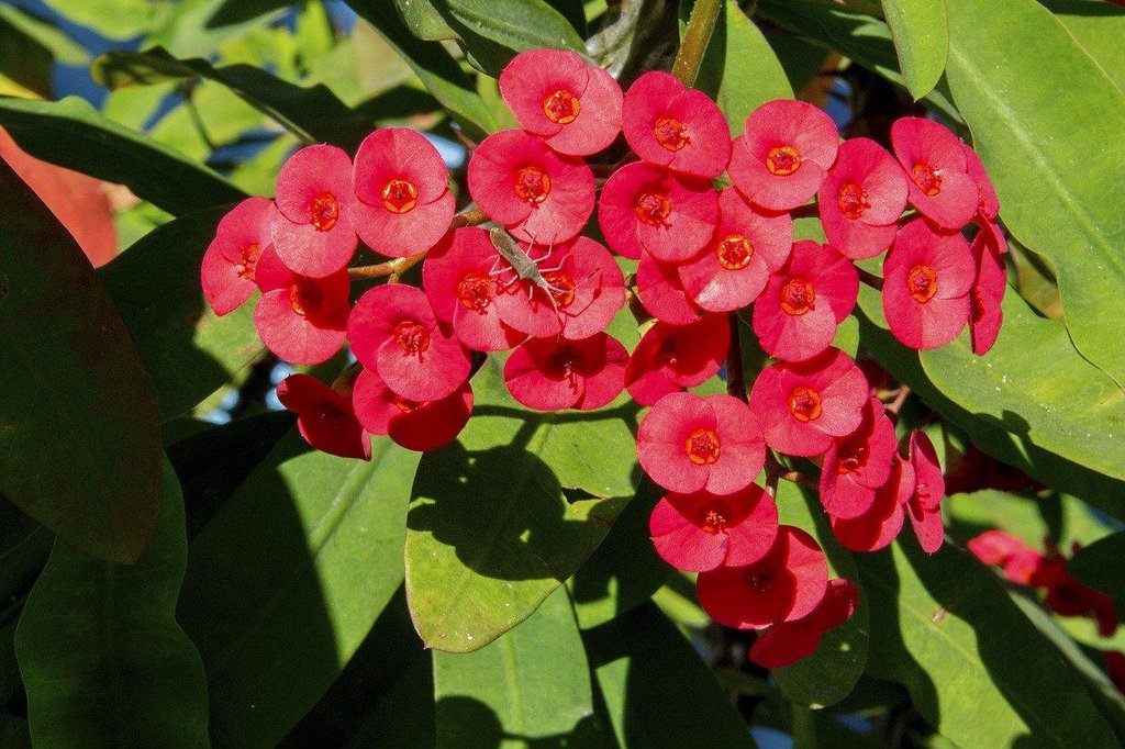 Featured image of post Corona De Cristo Planta Mala Suerte