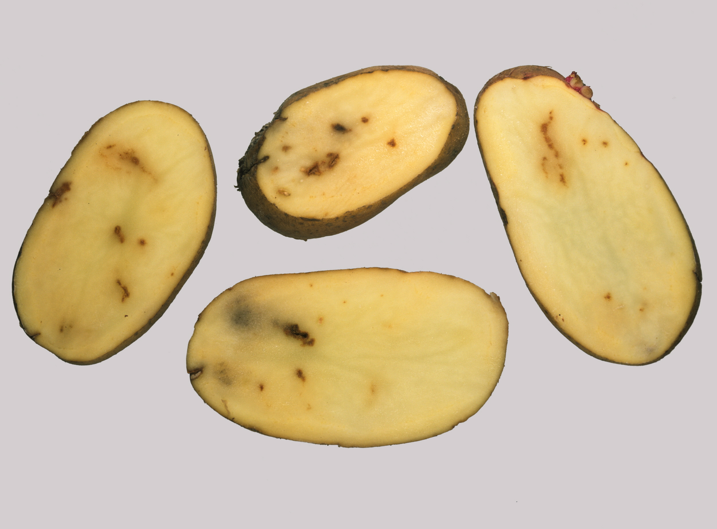 Featured image of post Images Of Bad Potatoes Inside