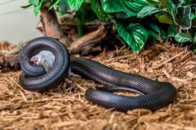 Featured image of post Mexican Black Kingsnake Enclosure