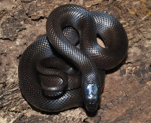 Featured image of post Mexican Black Kingsnake For Sale