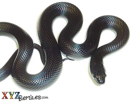 Featured image of post Mexican Black Kingsnake Price