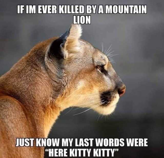 Featured image of post Mountain Lion Here Kitty Kitty Meme