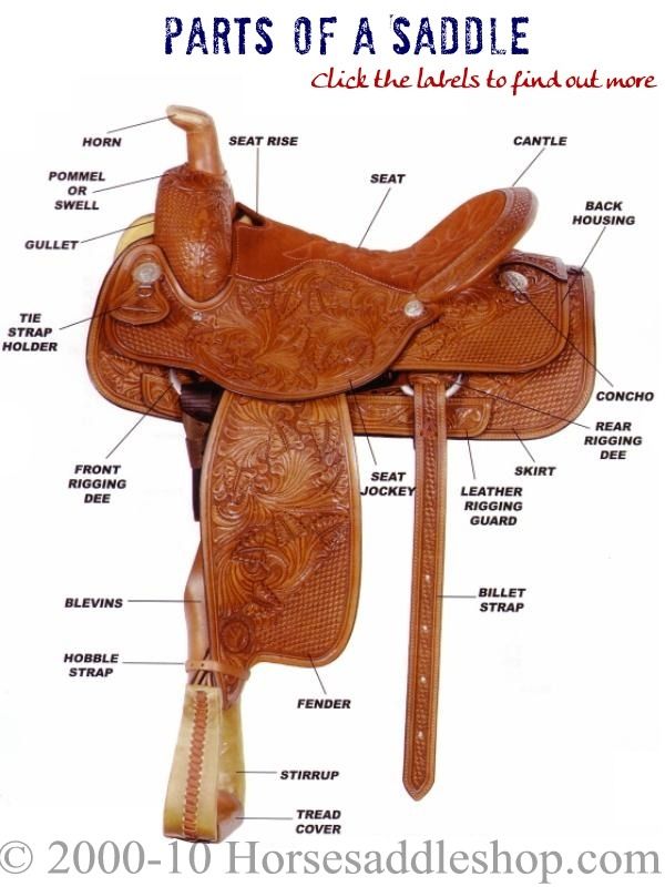 Featured image of post Parts Of A Saddle Diagram