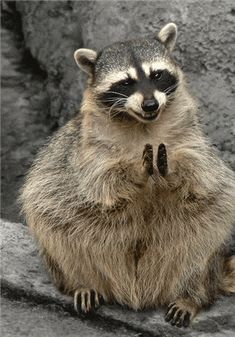 Featured image of post Racoon Gif Funny