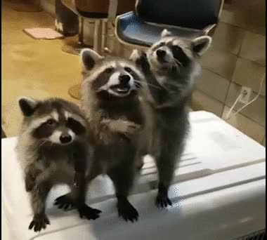 Featured image of post Racoon Gif